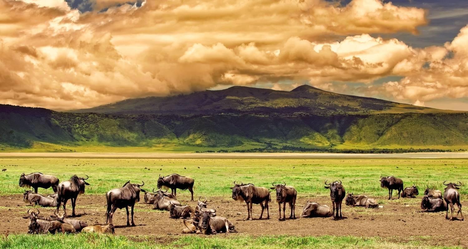 4 jours de voyage en camping dans le Serengeti, le Ngorongoro et le Tarangire - Spirit of Kilimanjaro