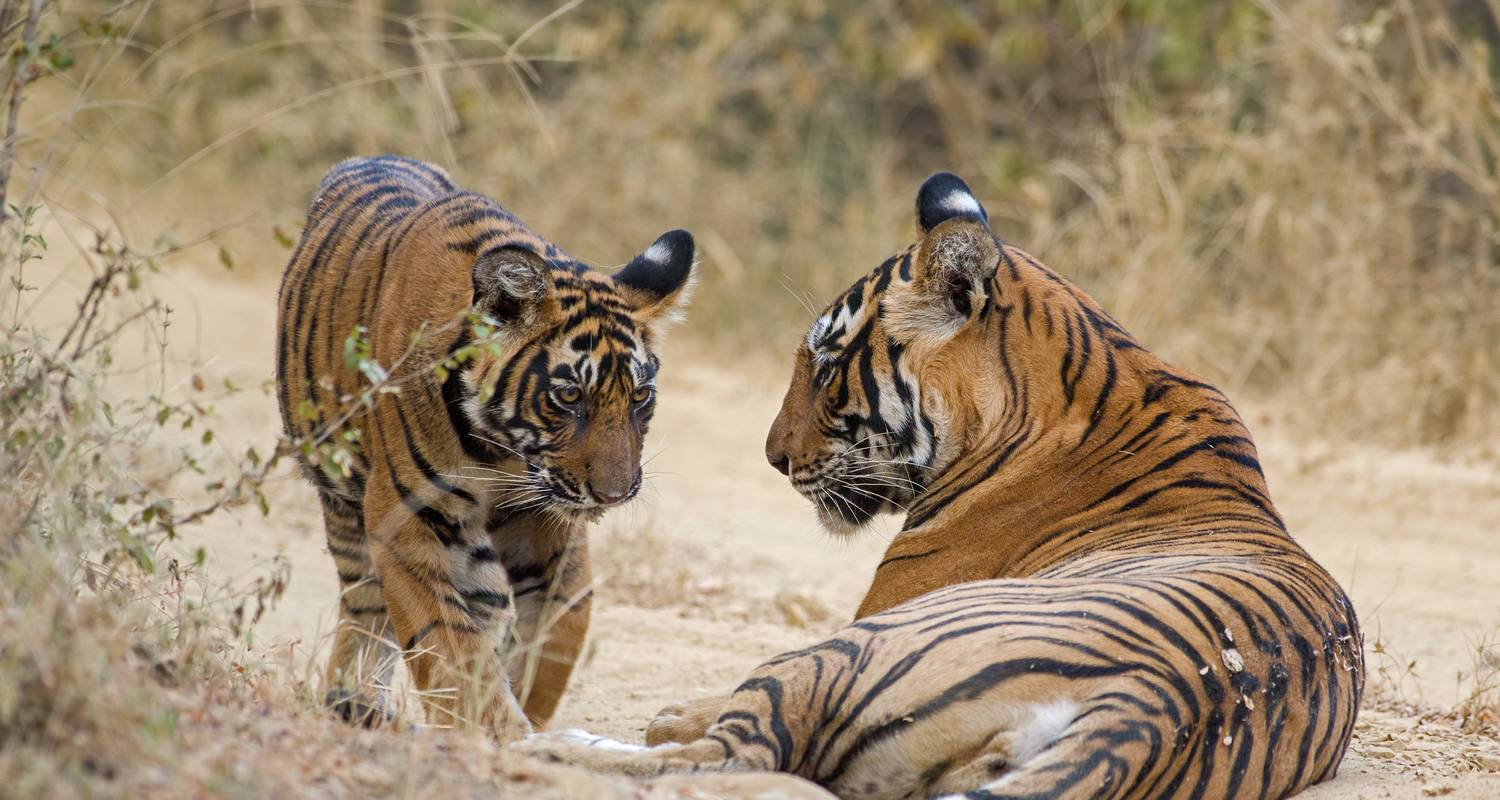 Circuits dans le Parc national de Ranthambore