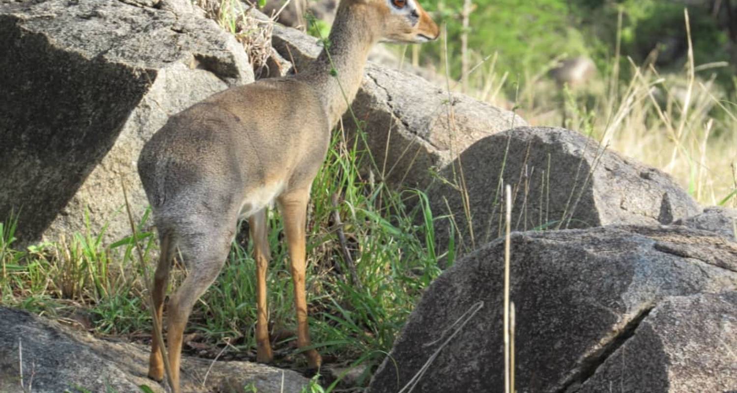 Luxe hoogtepunten van Tanzania Safari - Professional Safari Africa