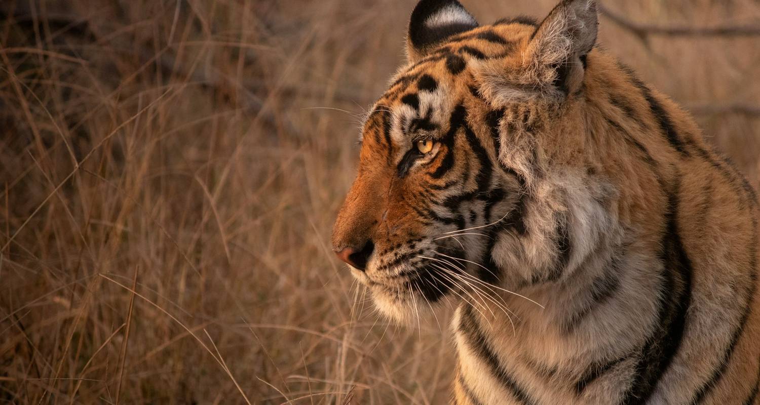 Excursión fotográfica al tigre de Ranthambore - Ramble Advisor