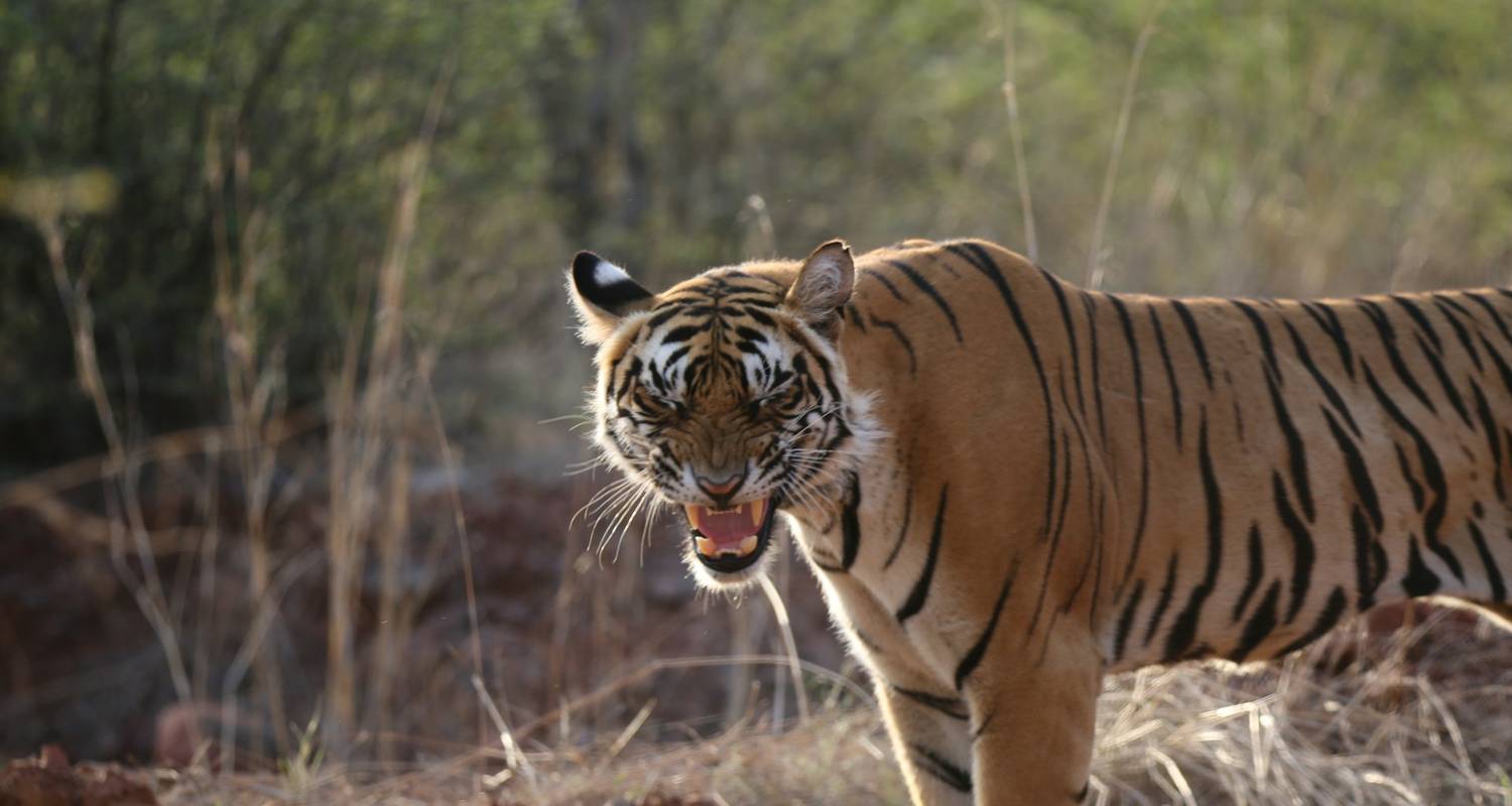 Golden Triangle Tour with Tiger Safari - Ramble Advisor