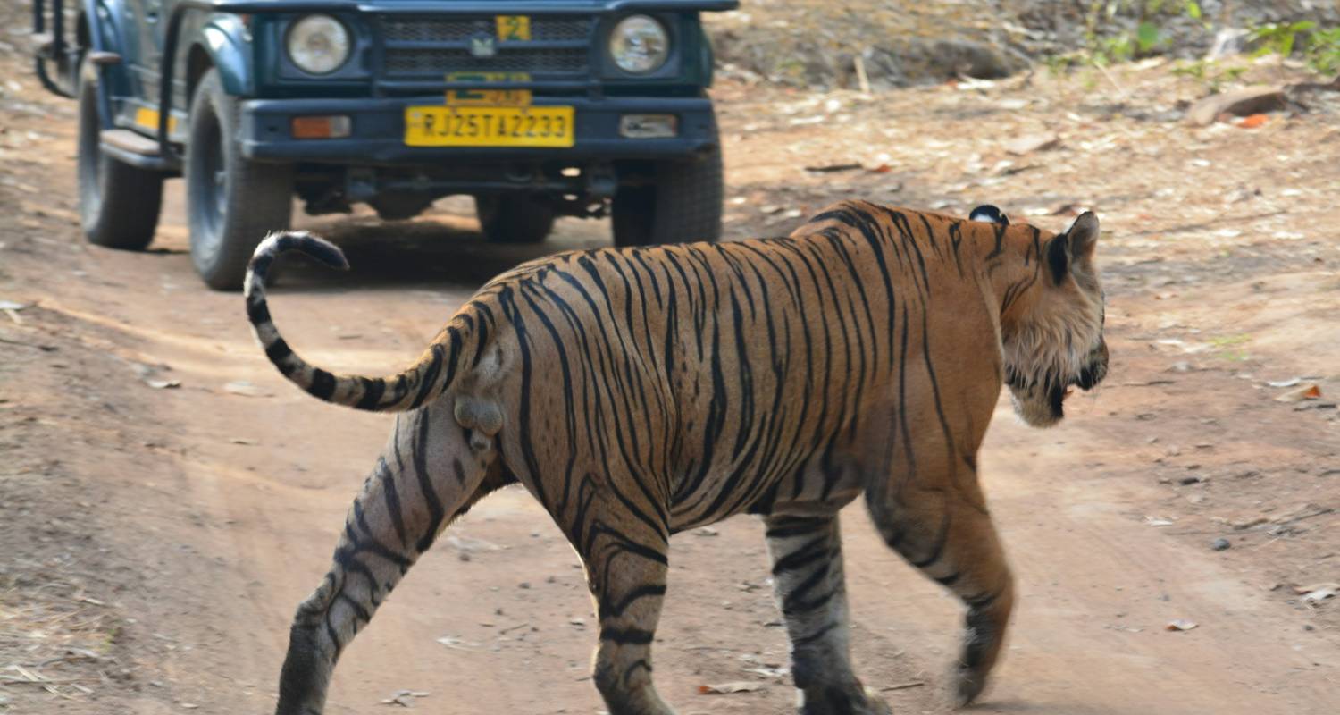 El mejor safari de tigres en la India - Ramble Advisor