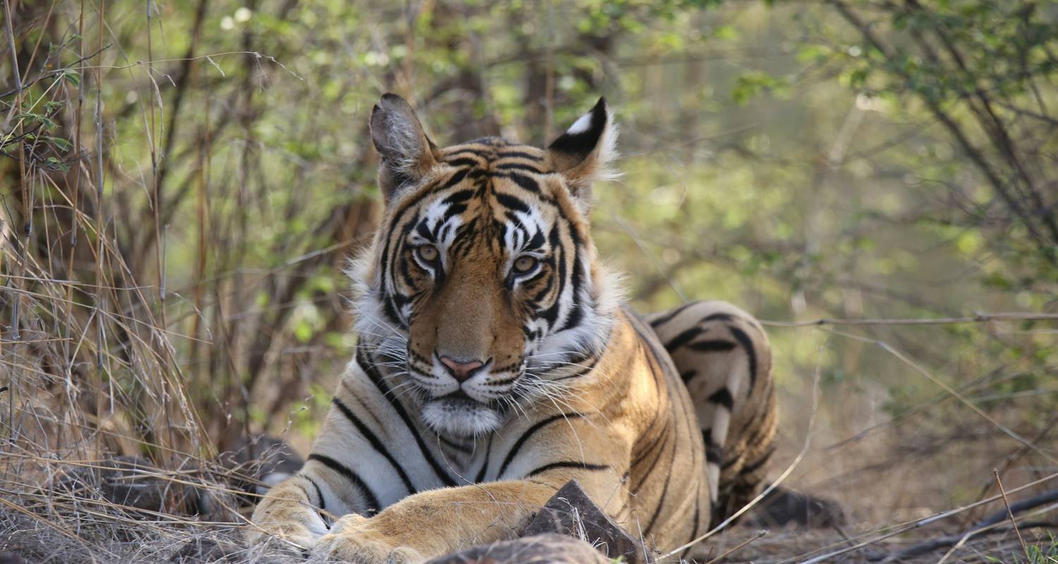 Delhi Jaipur Ranthambore rondreis per trein - Ramble Advisor