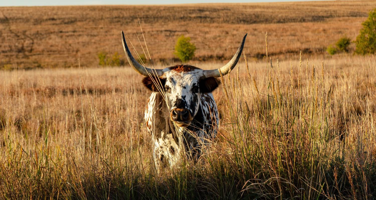 Roadtrip door Texas: van honky tonks naar ranchnachten - journaway