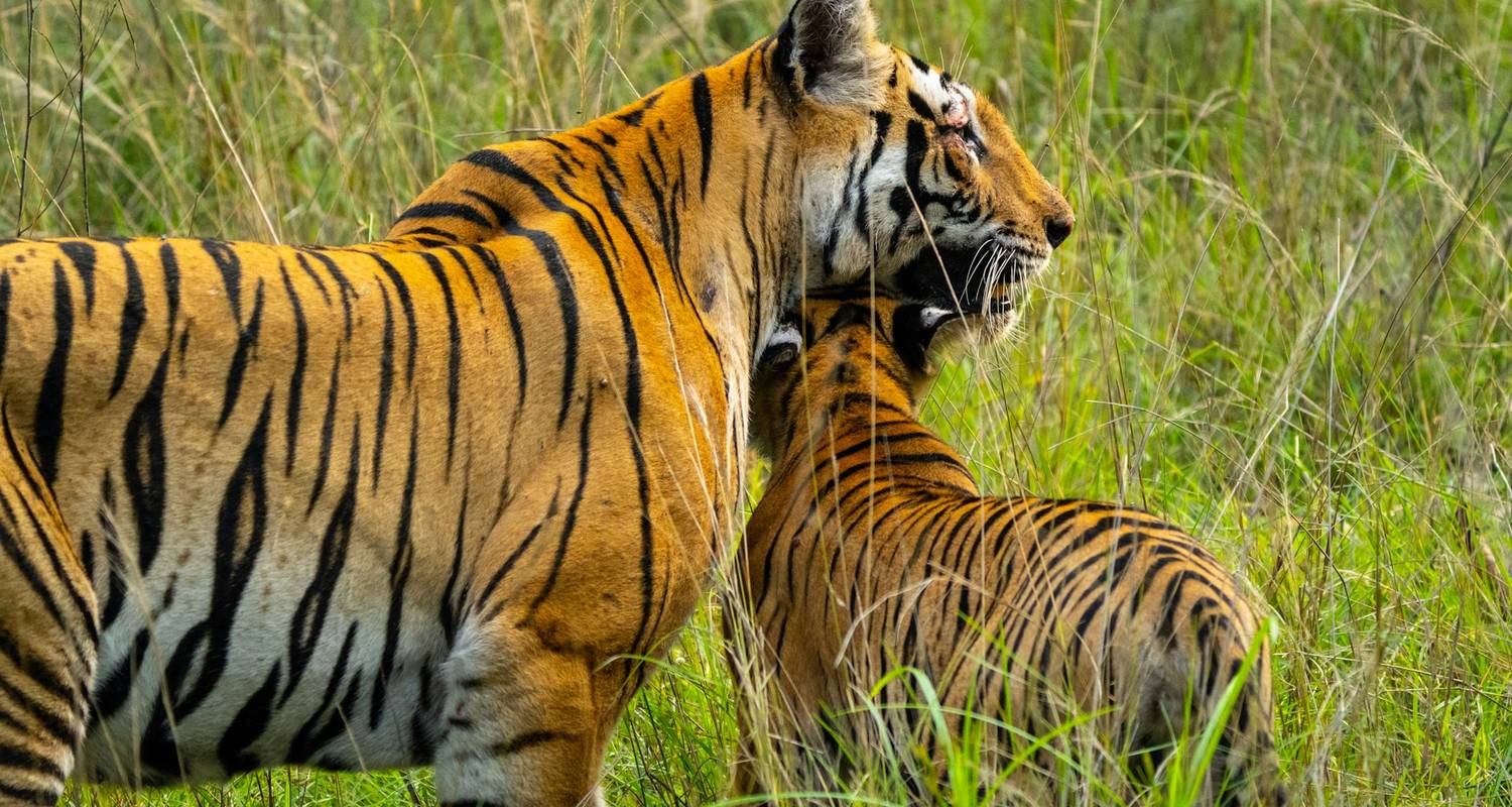 Forfait safari dans la jungle de Bandhavgarh - Ramble Advisor