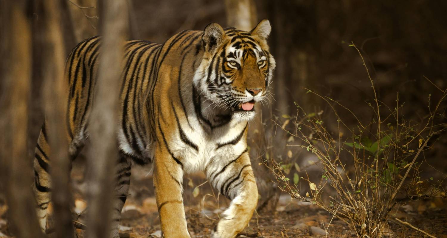 4-daagse privé rondreis door de Gouden Driehoek met Ranthambore Tijgersafari vanuit Delhi - Yoganshi Travel