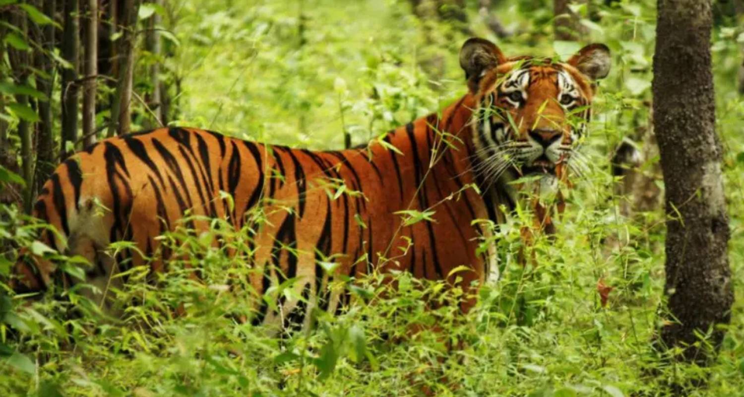 Bardia National Park - Alpine Club of Himalaya