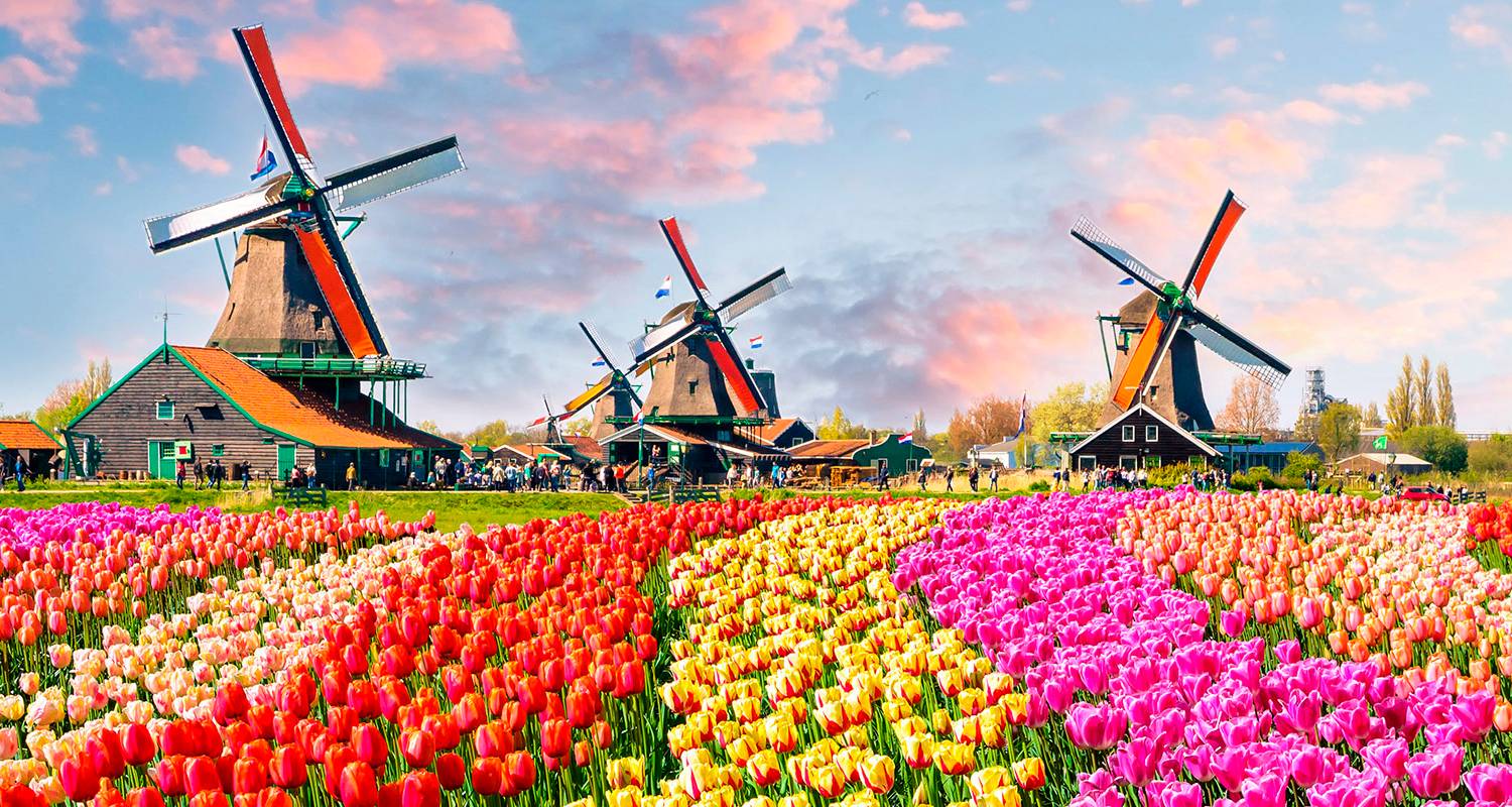 Windmolens, tulpen en Belgische lekkernijen 2026 - Scenic Luxury Cruises & Tours