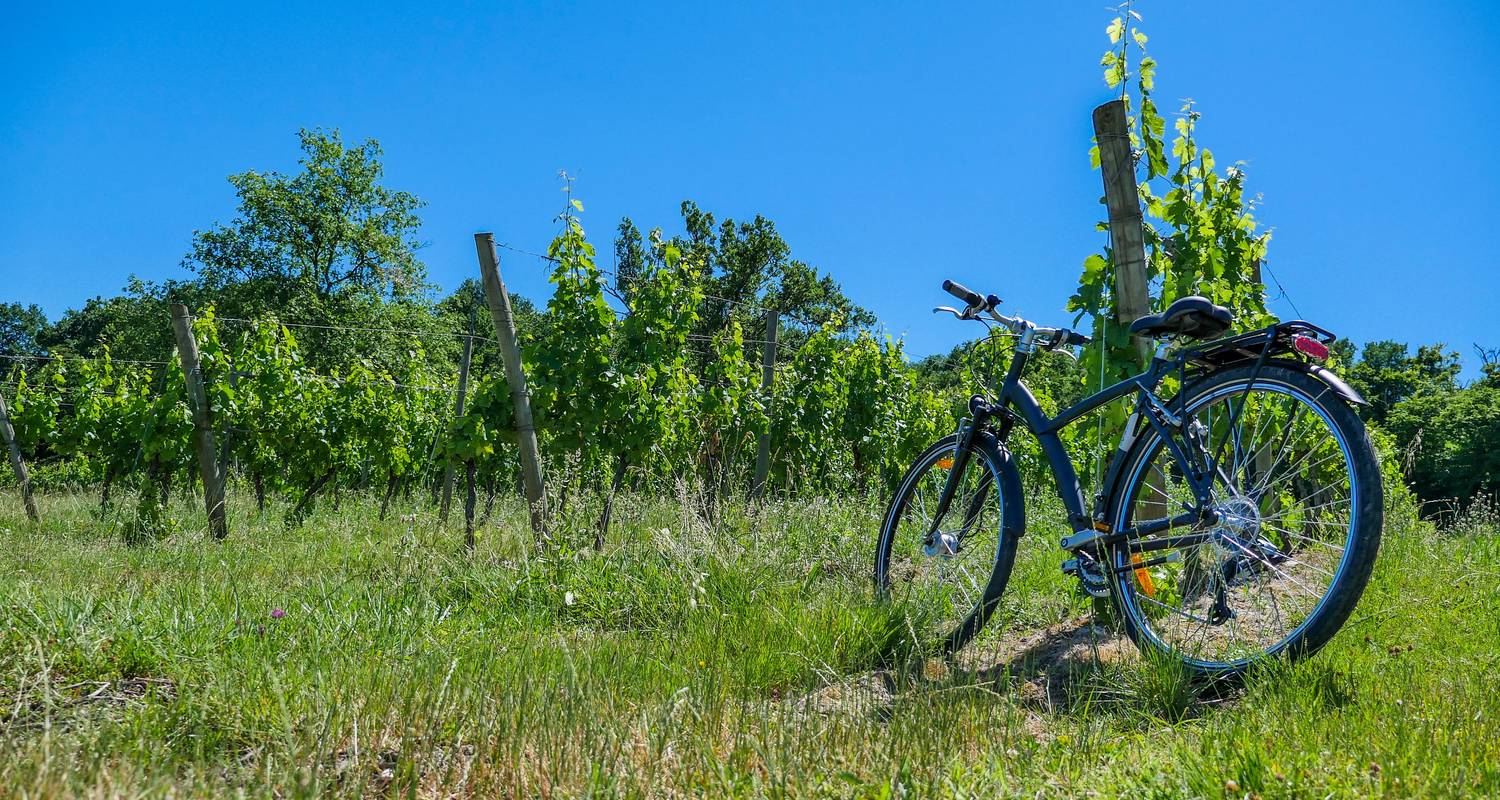 Vineyards of Bordeaux - Cycling for Softies