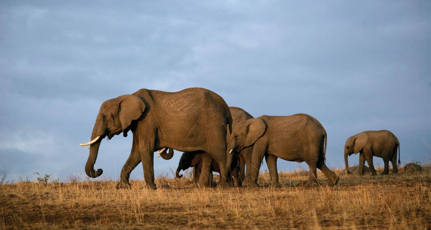 Safari de alto nivel de 11 días en Kenia y Tanzania para observar aves y los 5 Grandes - Gracepatt Ecotours Kenya