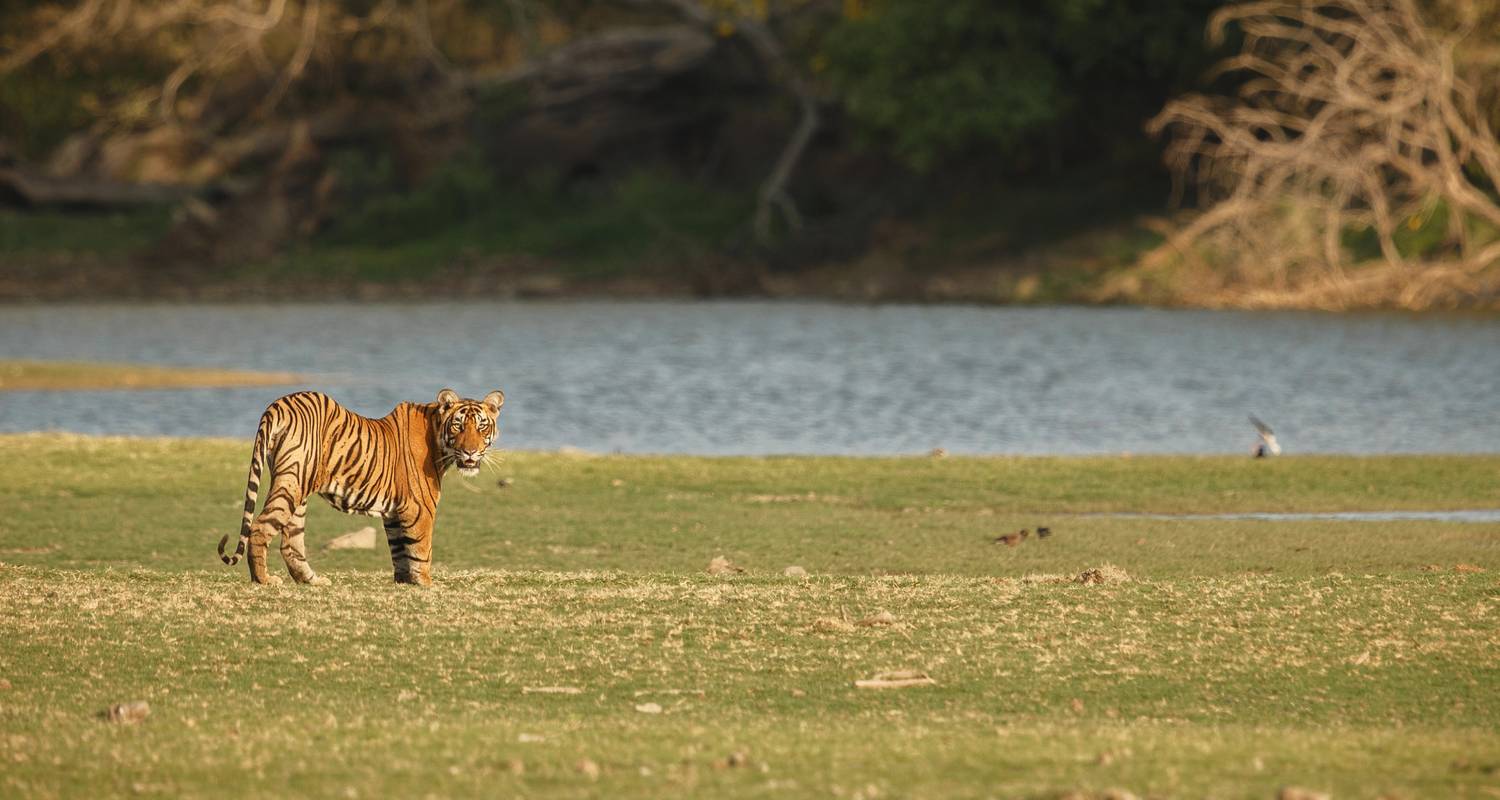 Visita a Katmandú y Chitwan - Himalayan Trekking & Tours