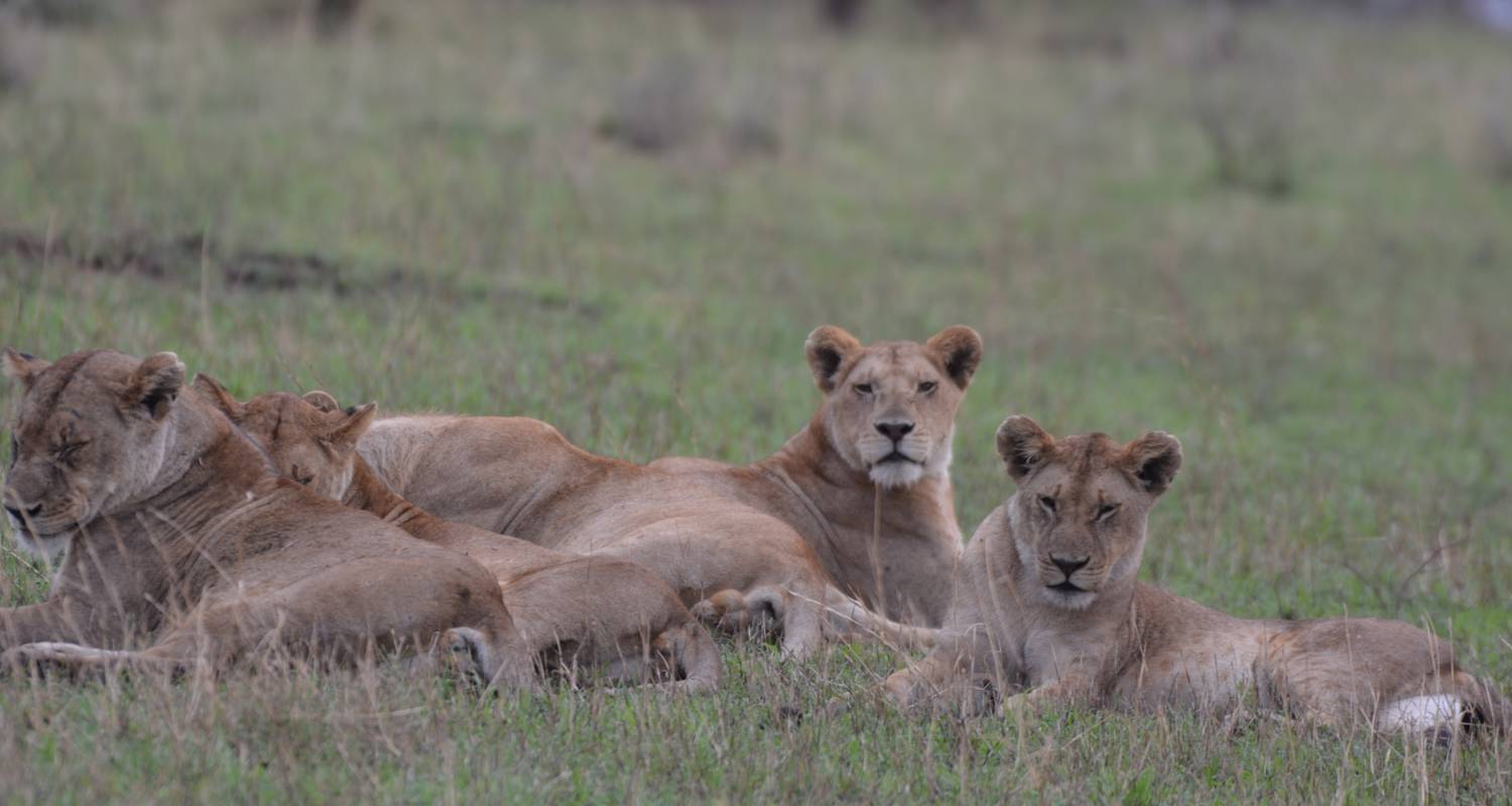 Safari de 3 jours de Zanzibar à Ngorongoro, Tarangire et Hadzabe - Professional Safari Africa