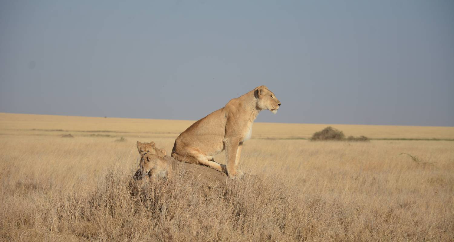 3-Daagse vlucht van en naar Zanzibar naar Serengeti & Ngorongoro - Professional Safari Africa