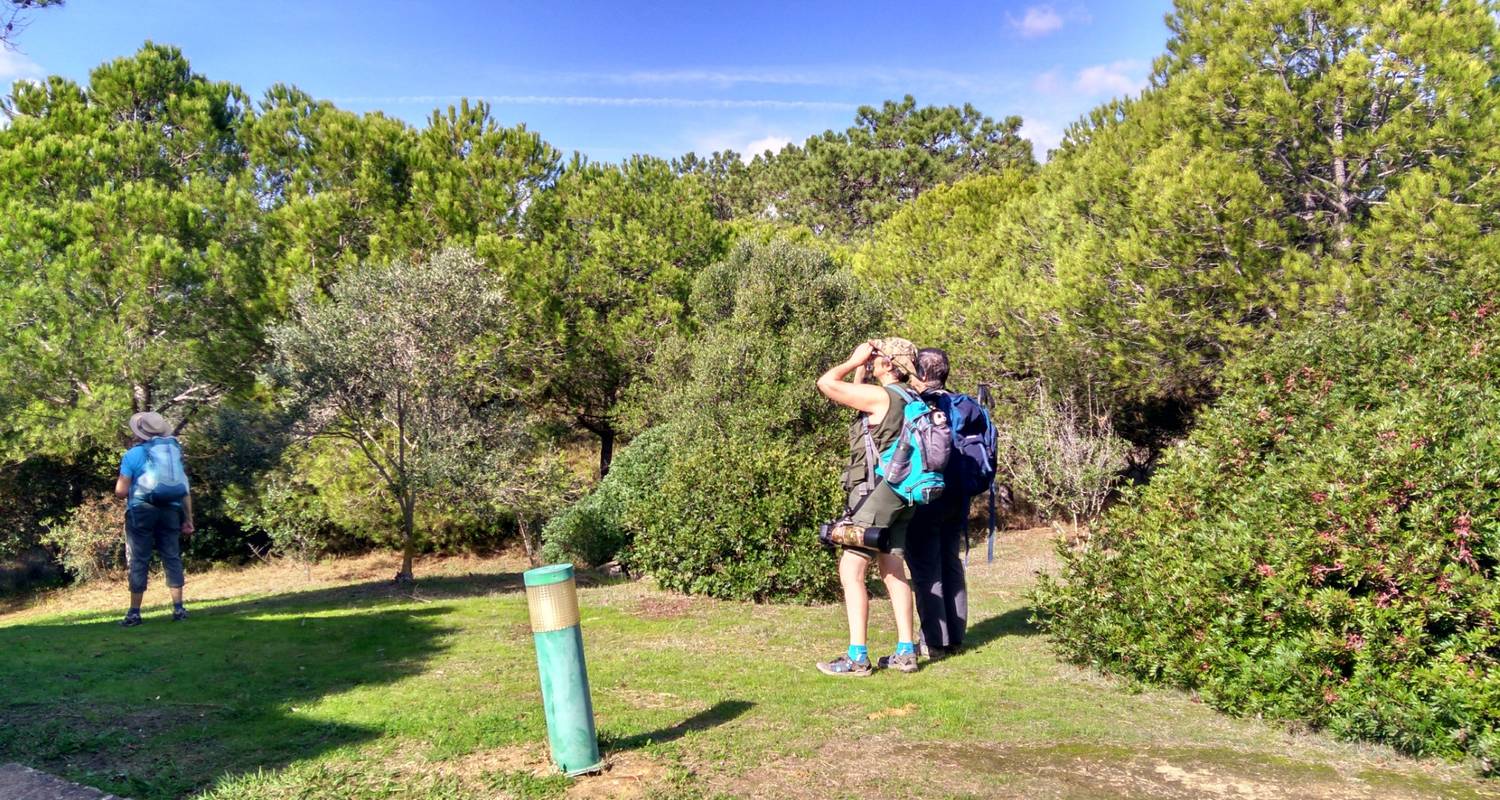 Observation des oiseaux à Tavira et Ria Formosa, 5 jours avec voiture à Tavira - Be Cool