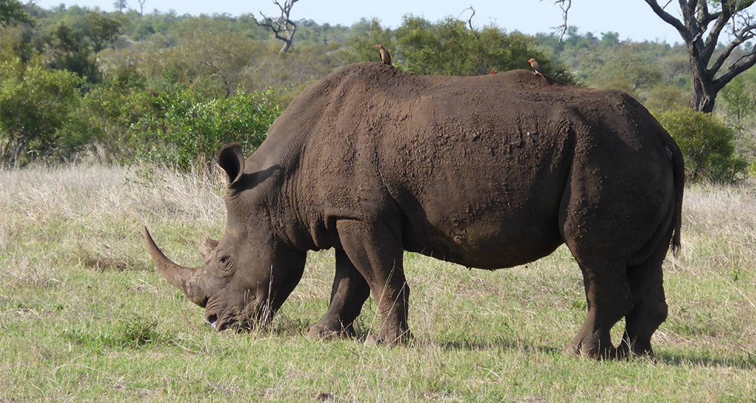 Kruger Lodge Erlebnisreise - Intrepid Travel