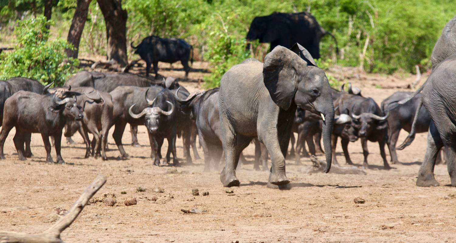 Vanuit Livingstone (Zambia): 1-daags wildlife avontuur in het Chobe National Park - Lochinvar Safaris