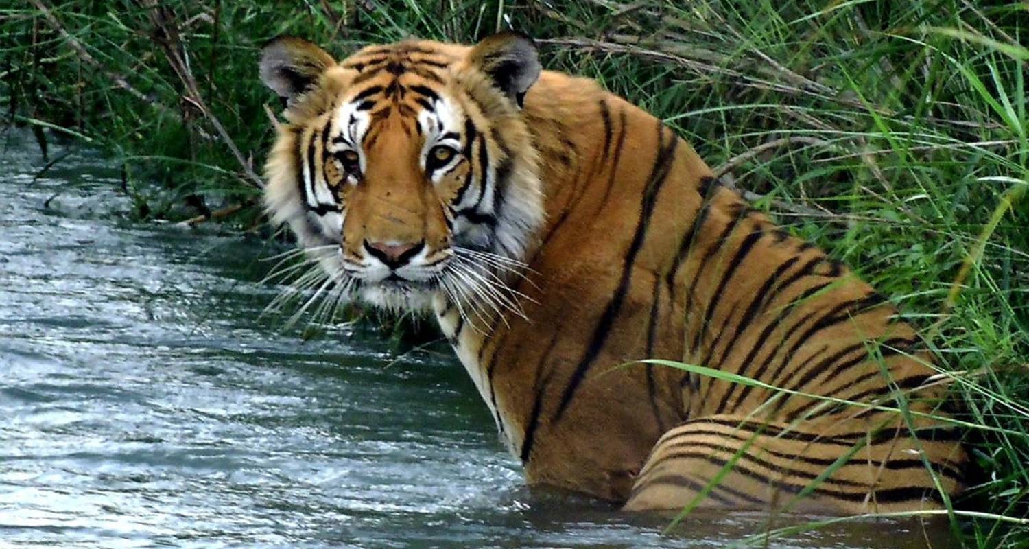 Bardia Tiger Tracking Tour - Friendship Nepal Tours & Travels P. Ltd.