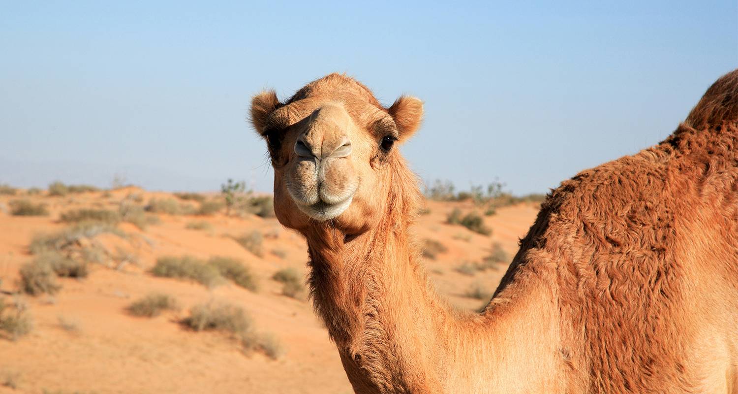 Dubai & Desert Safari (5 Star) - 4 days - On The Go Tours