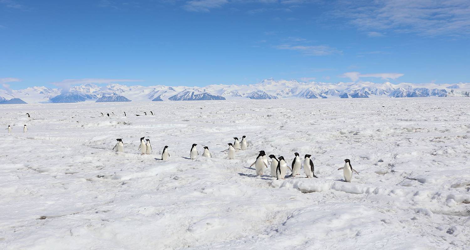 La mer de Ross en Antarctique : Glace et faune majestueuses avec Dunedin - Scenic Luxury Cruises & Tours