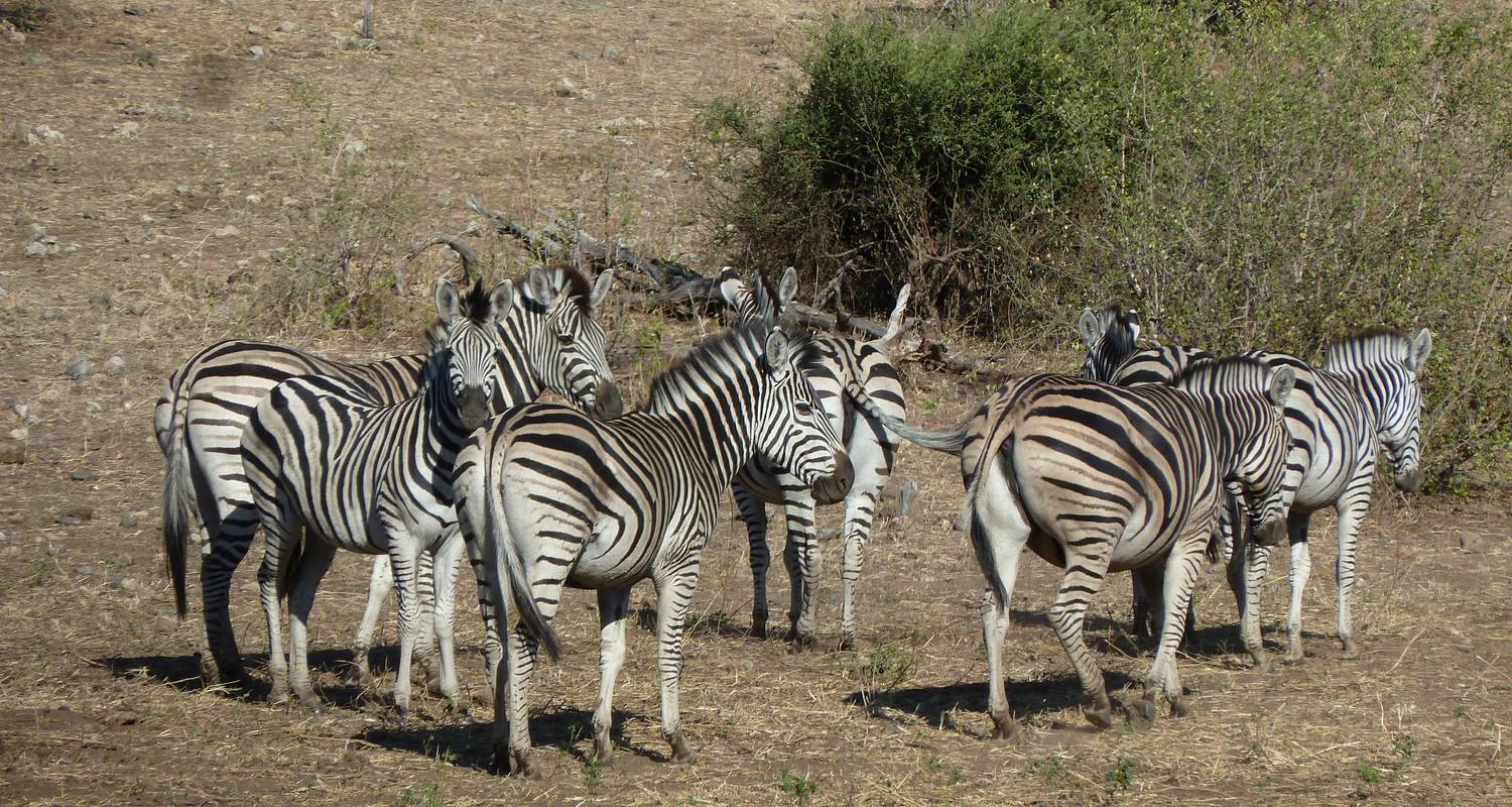 Makgadikgadi Tagesausflug - Marvelous Mobile Safari