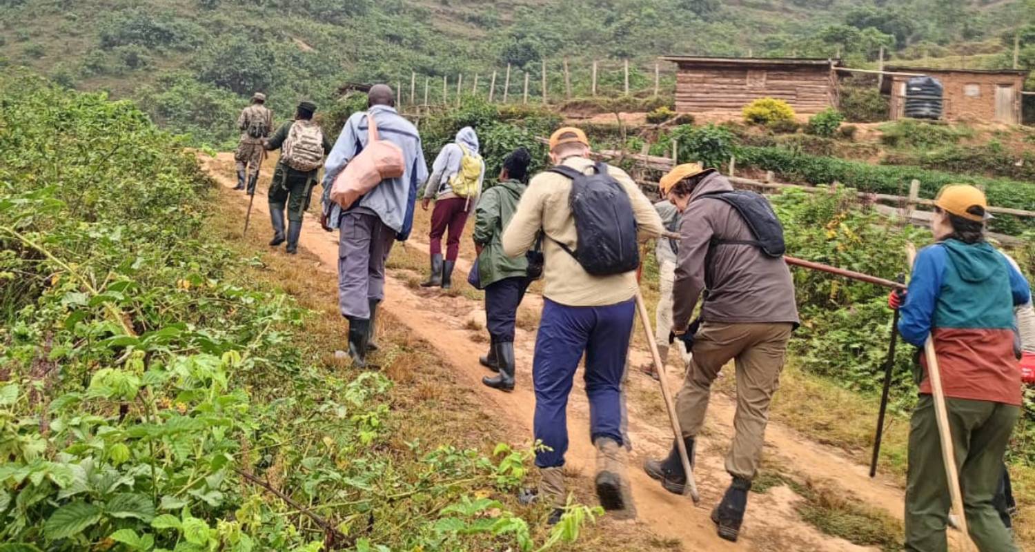 1 Tag Gorilla-Trekking in Uganda Tour - Devine African Safaris Ltd