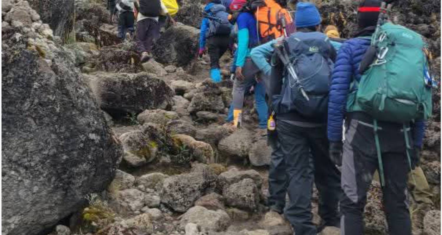 Ascension du Kilimandjaro - Route de Lemosho 7 jours Départs quotidiens - Devine African Safaris Ltd