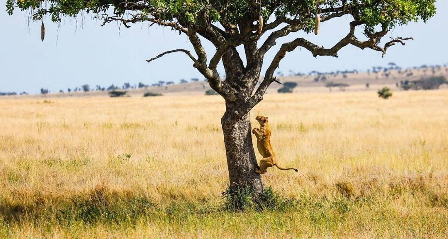 SAFARI DE LUNE DE MIEL DE 7 JOURS : LA FAUNE ET LA FLORE DE LA TANZANIE ET L'ÉVASION DE LUXE - Kilimanjaro Economy Safari