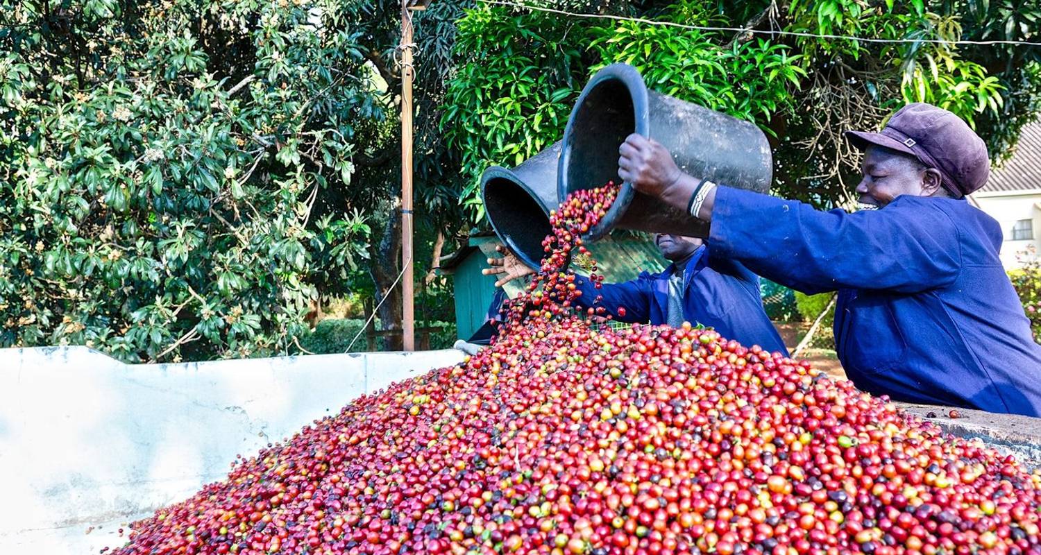 Visita a la Granja de Café Fairview Estate con recogida - Gracepatt Ecotours Kenya