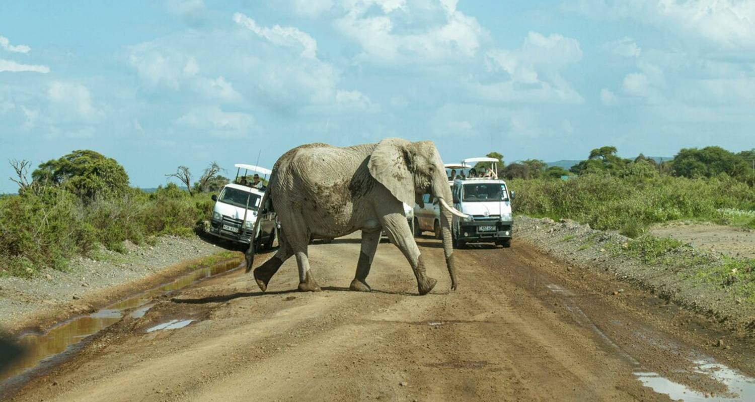 Wonderen van wilde dieren in Oost-Afrika: Een 13-daagse verkenningstocht - Wanderful Holidays LLC