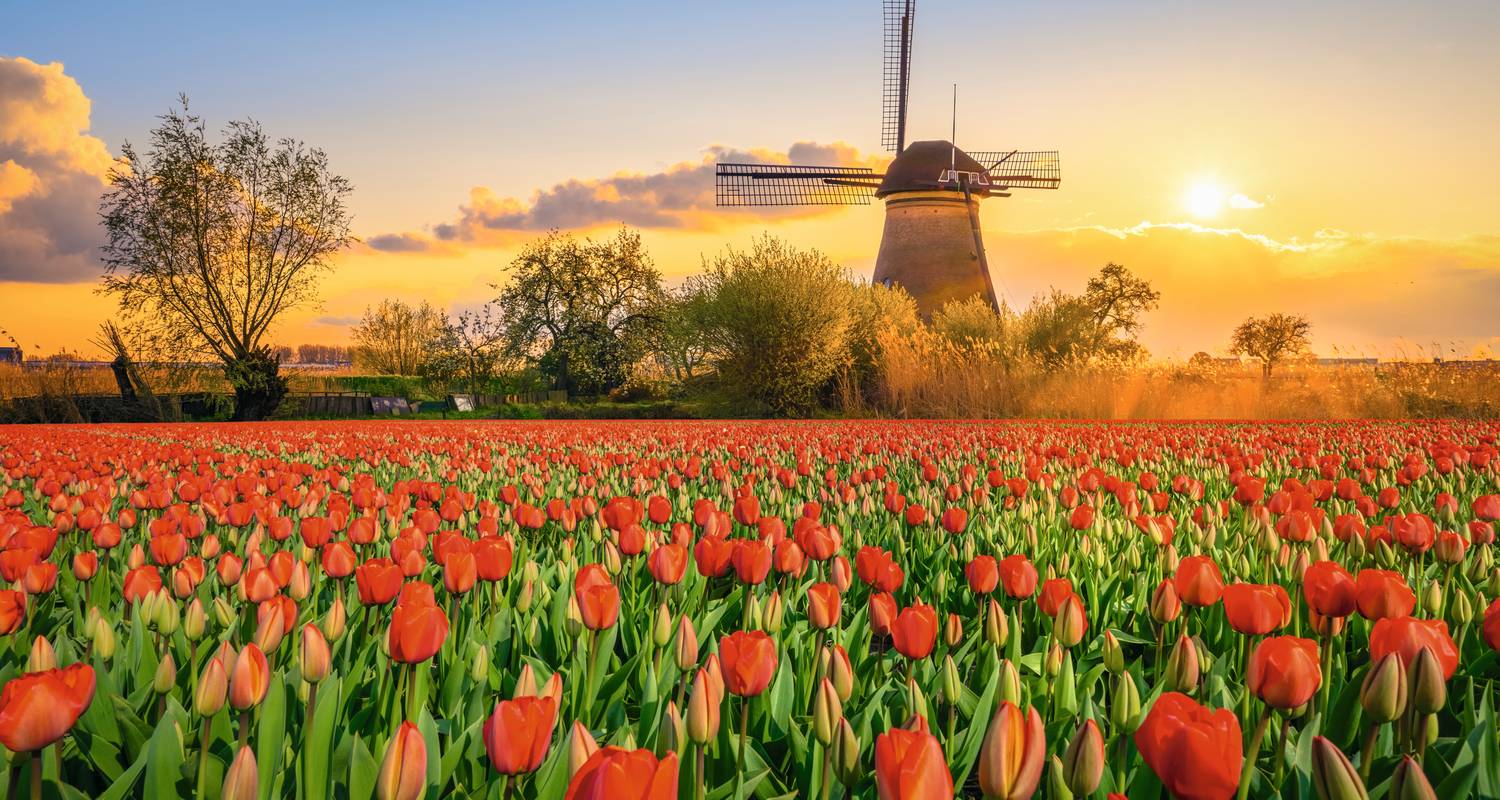 Croisière des tulipes (Amsterdam - Amsterdam) - Lueftner Cruises