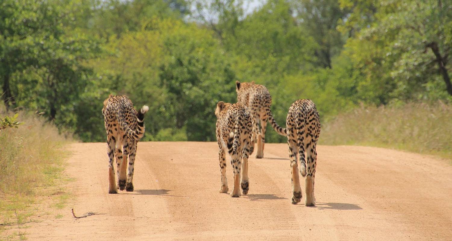 Aventura definitiva de golf y safari en Sudáfrica 12 días /11 noches - Across Africa Tours & Travel