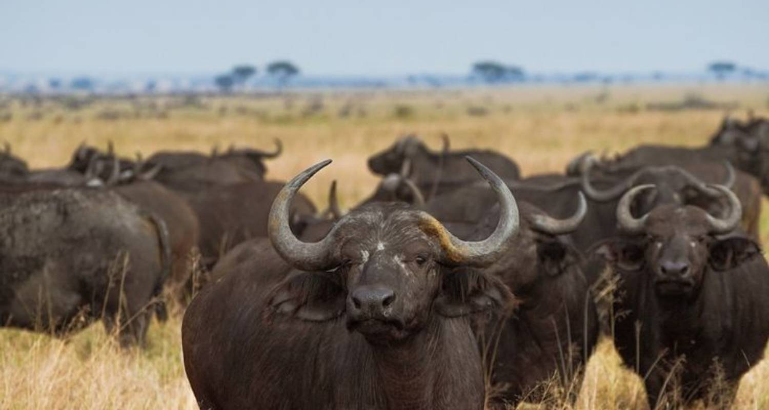 Safari d'une journée dans le parc national Kruger (Big Five) - Knap Tours Limited