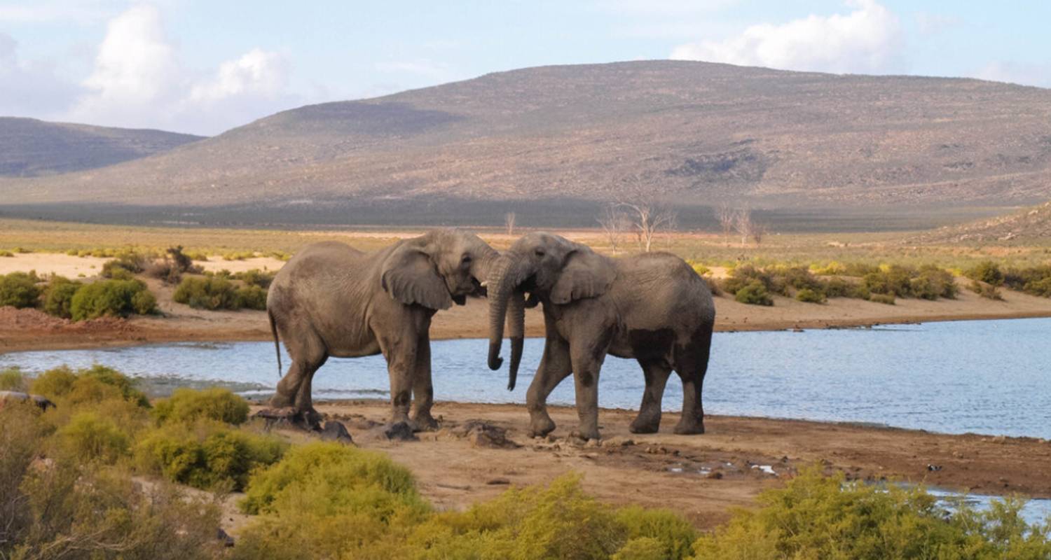 Safari de 2 jours en 4x4 avec les Big Five dans la réserve de chasse d'Aquila - Knap Tours Limited