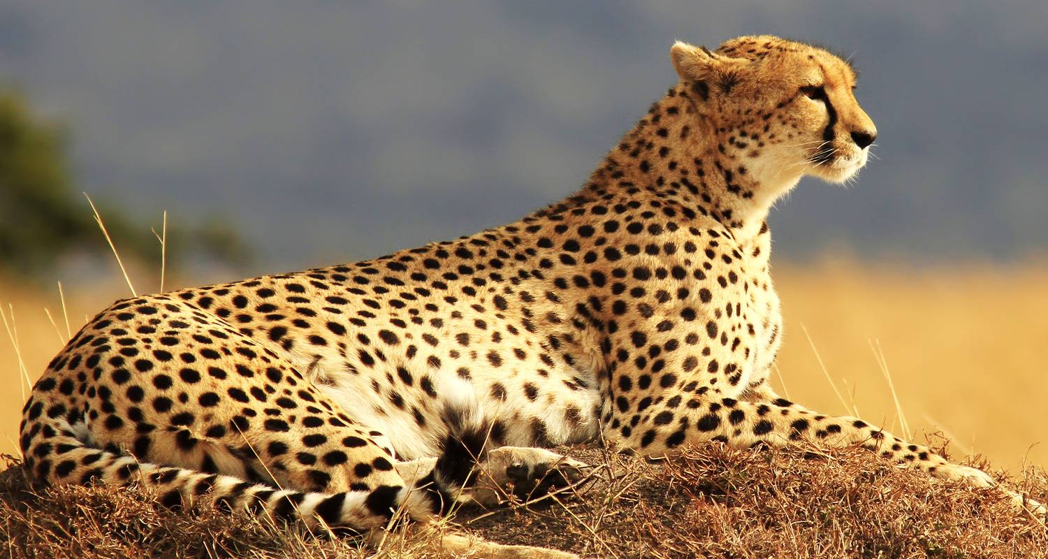 Masai Mara & Tanzania Ontdekkingsreis (Overnachting) - 13 dagen - On The Go Tours