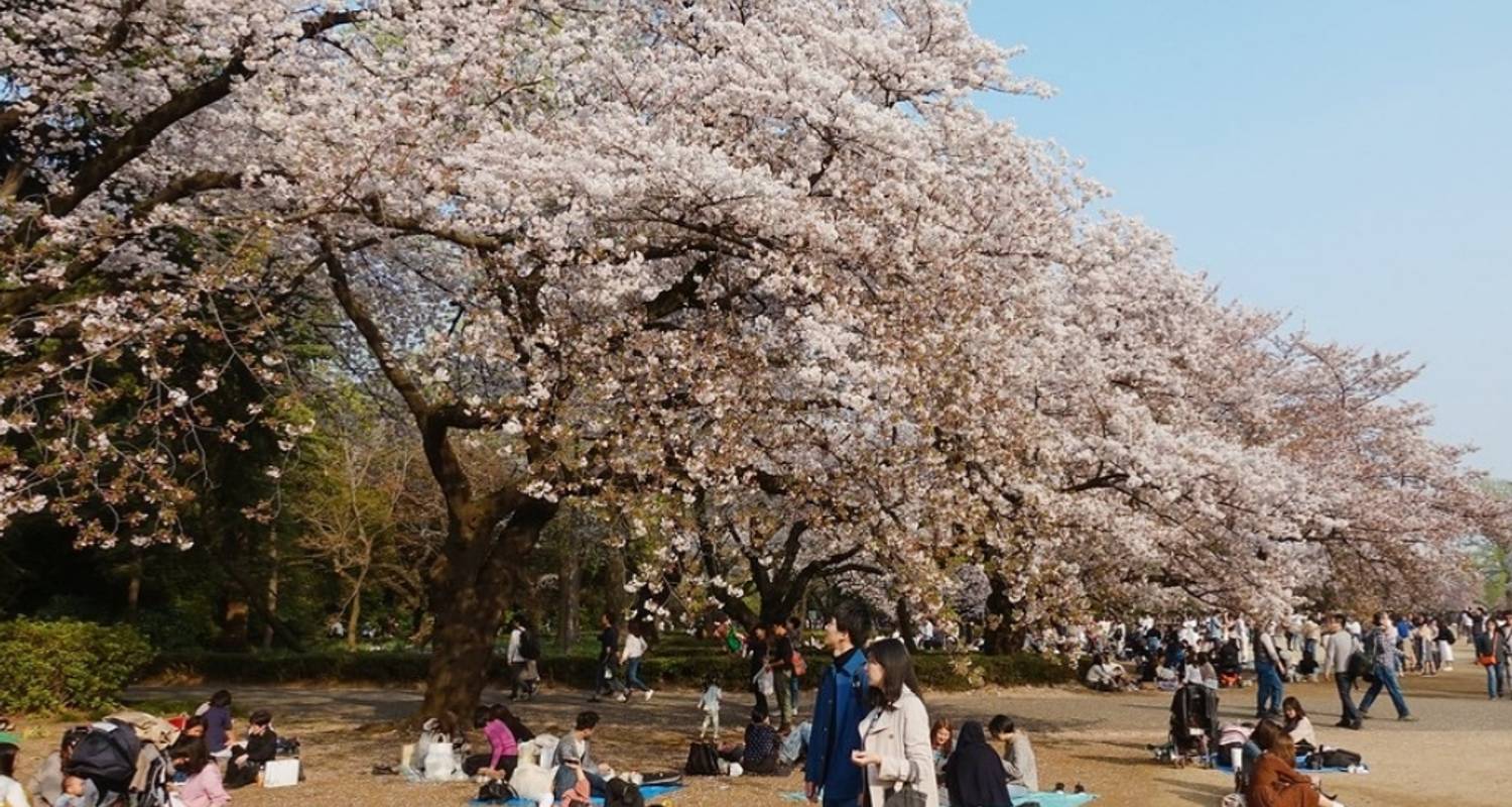 Lo más destacado del Cerezo en Flor de Japón en 9 días（Guía y Conductor Privados） - UME Travel Co. Ltd