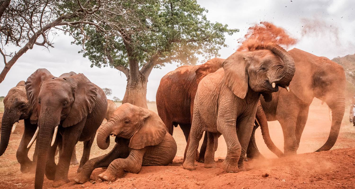 Safari de luxe de 4 jours à la découverte de la faune et de la flore du Serengeti et du Ngorongoro - Gracepatt Ecotours Kenya