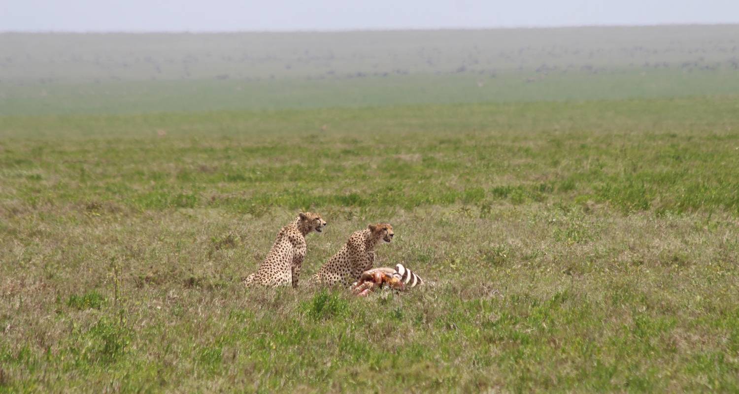 Een week in Serengeti, Tanzania - Safari Serengeti Booking