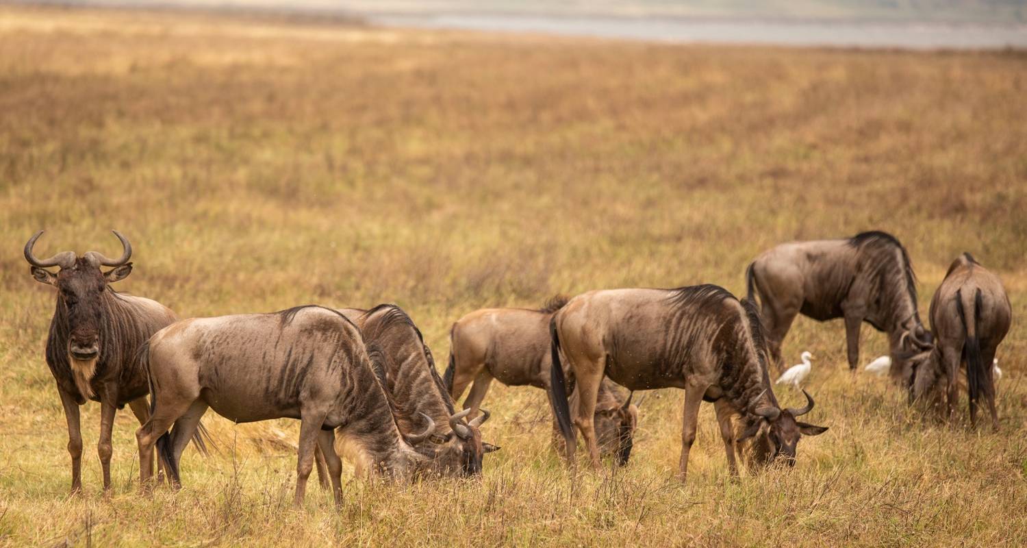 5 jours sur la migration annuelle des gnous - Safari Serengeti Booking