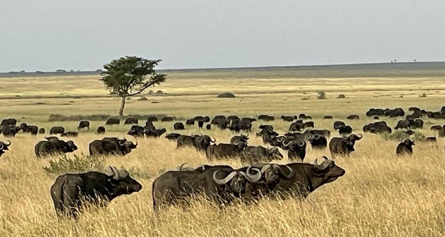 5 jours abordables pour la migration annuelle des gnous à partir de Zanzibar - Safari Serengeti Booking