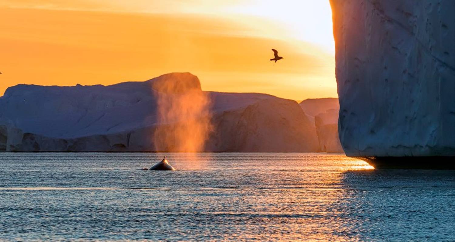 Disko Bay - Commandant Charcot - Explore!