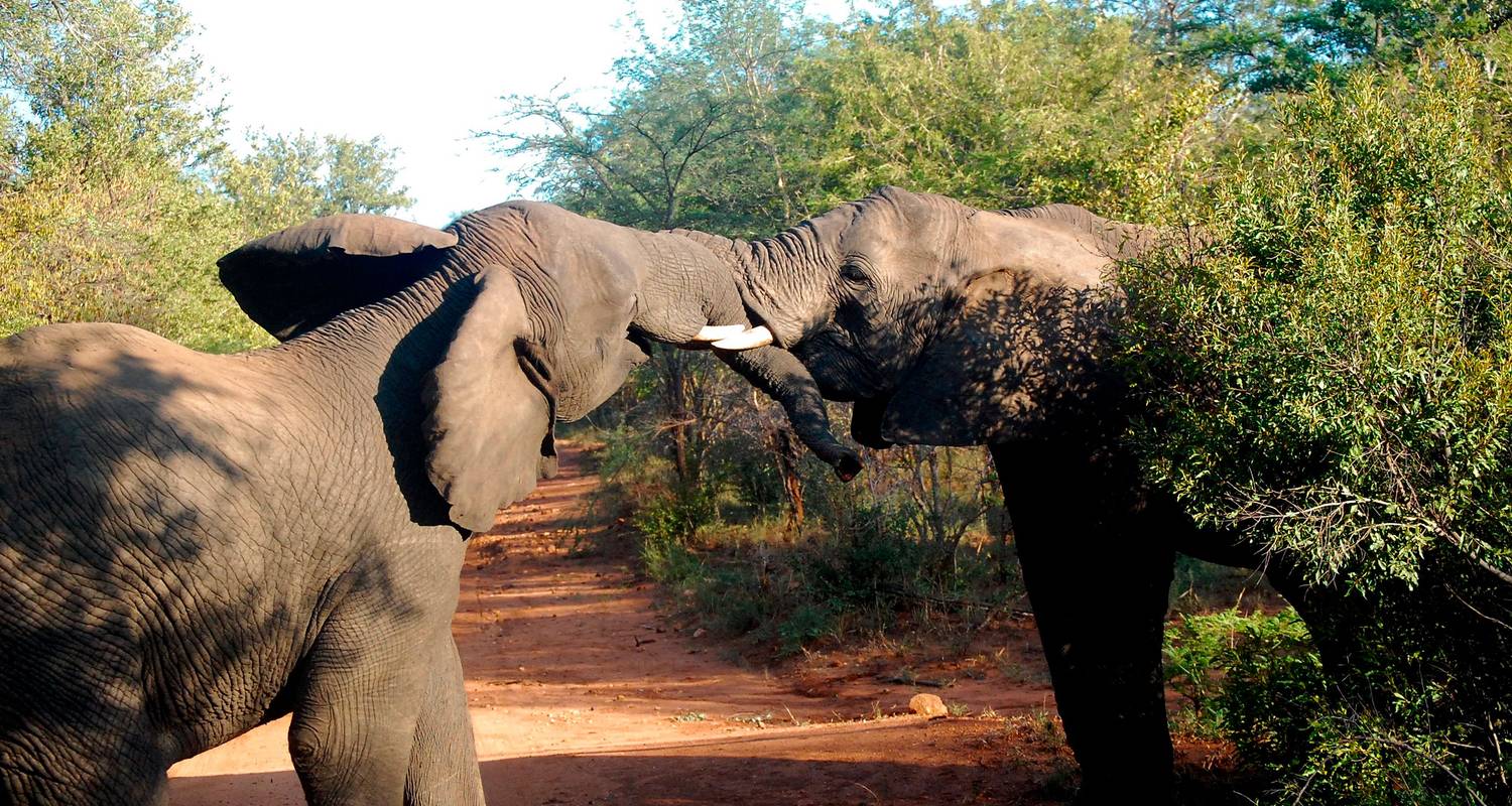 Het beste van de wilde dieren in Afrika: Kaapstad, Kruger, Hwange en Chobe - G Adventures