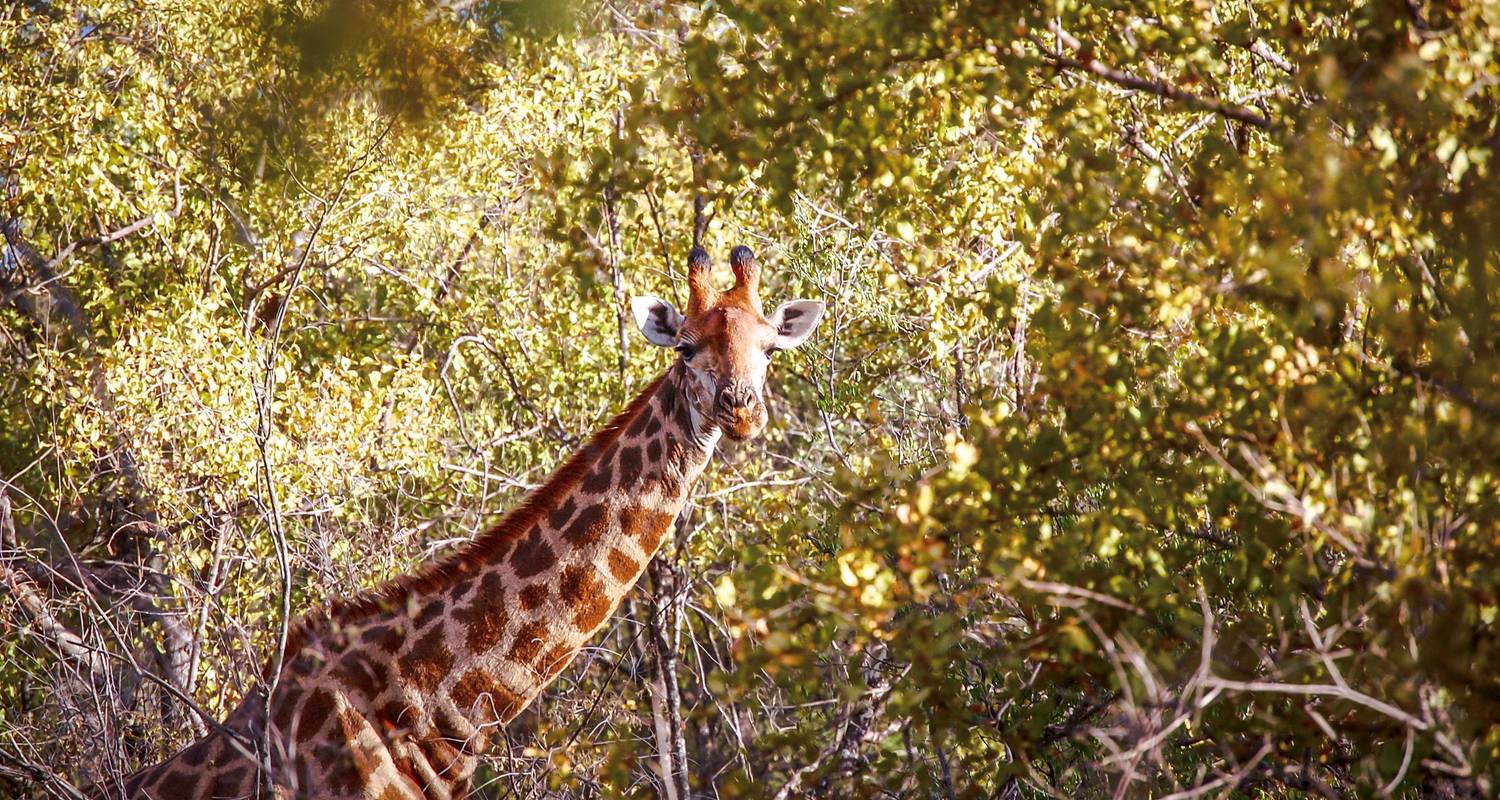 Ontdek Zuid-Afrika & Zimbabwe: Kruger naar Victoria Watervallen - G Adventures