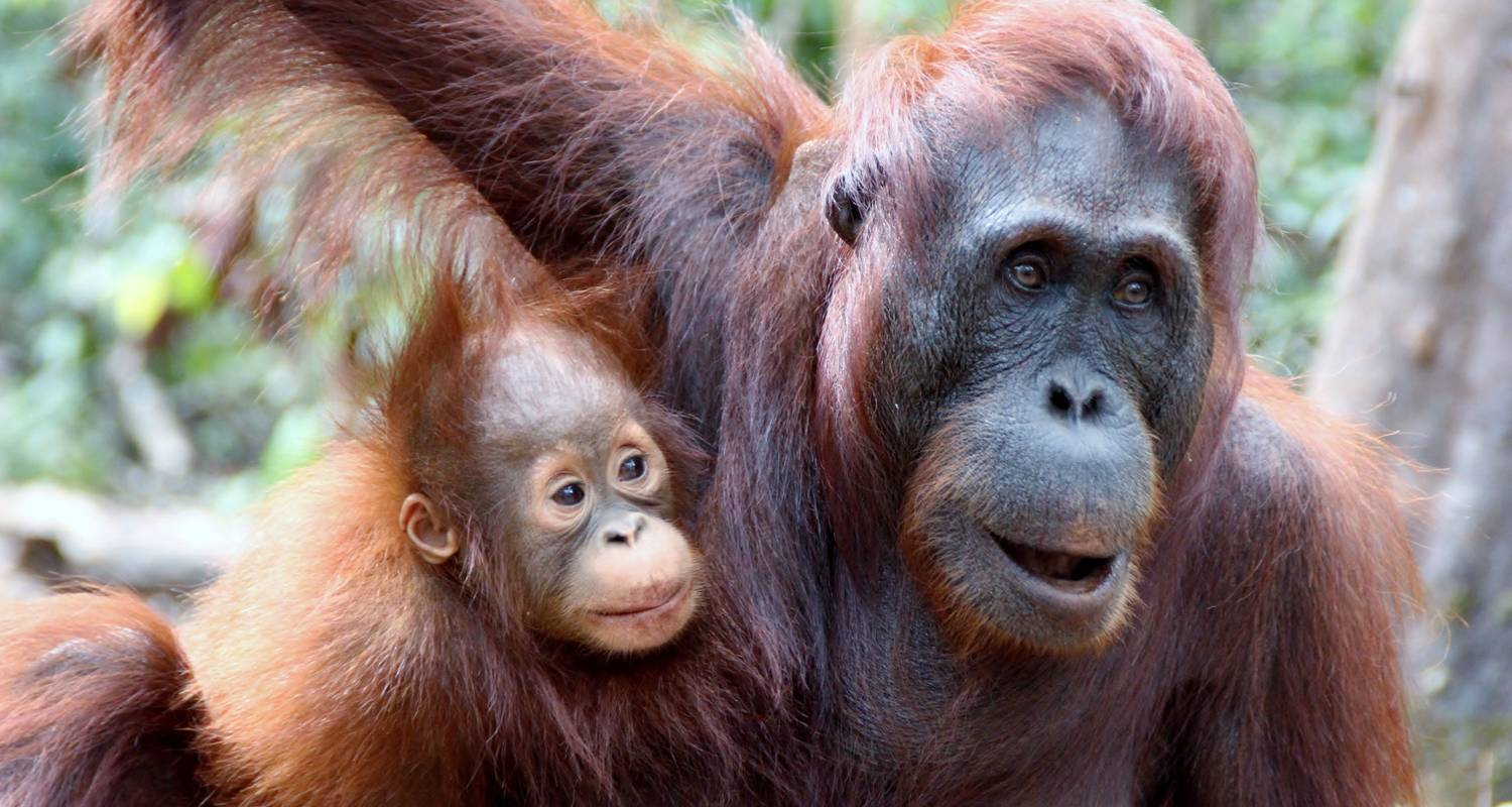 Indonesia: Orangutanes de Borneo del Parque Nacional de Tanjung Puting - G Adventures