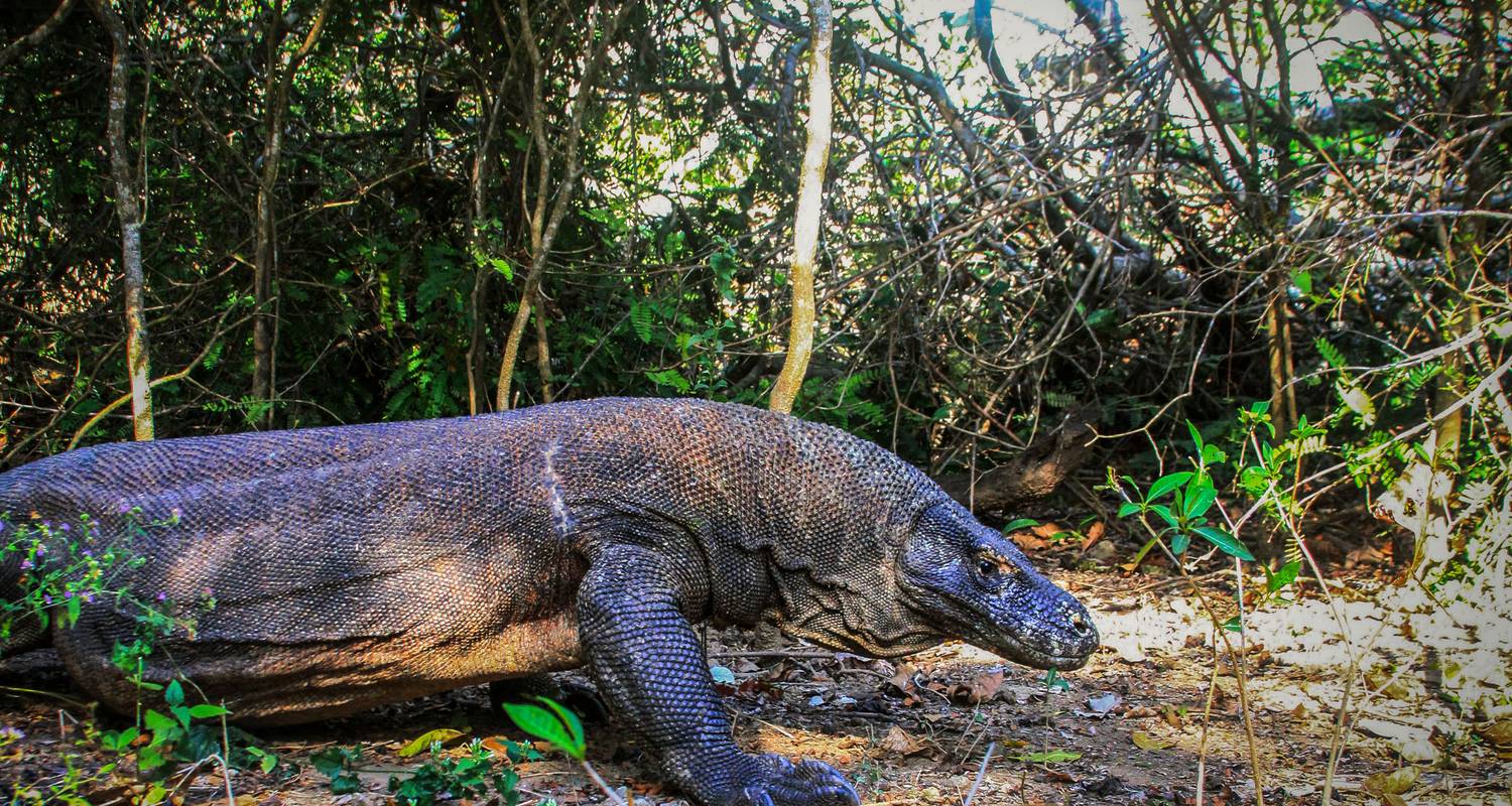 Indonésie : Bali et l'île de Komodo - G Adventures