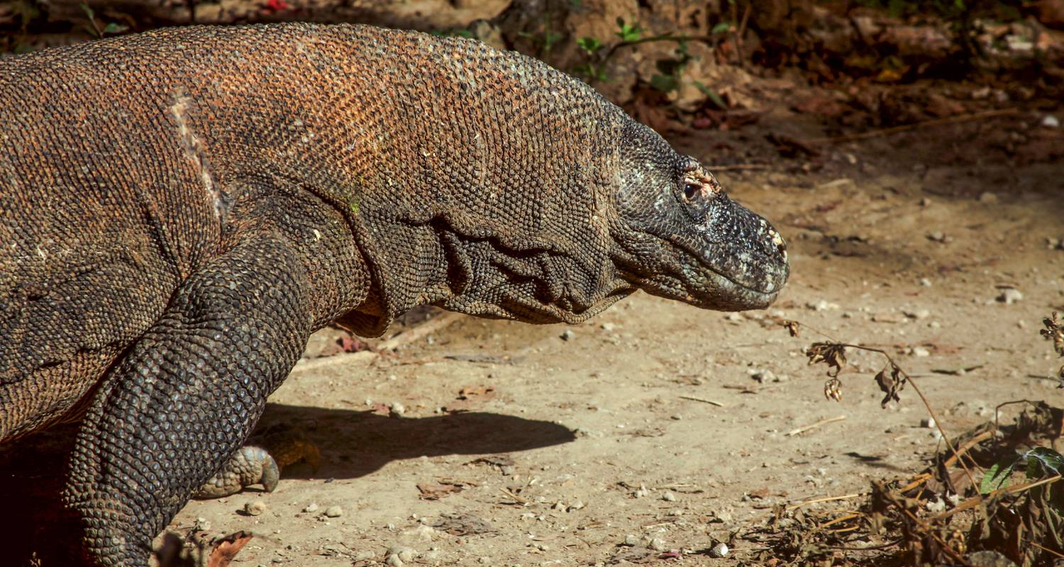 Indonésie : Java, Bali et l'île de Komodo - G Adventures