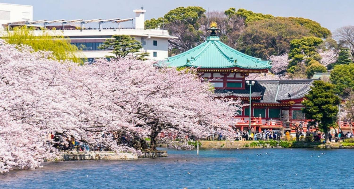 13 jours Festival des cerisiers en fleurs du Japon central（Privé avec guide et chauffeur） - UME Travel Co. Ltd