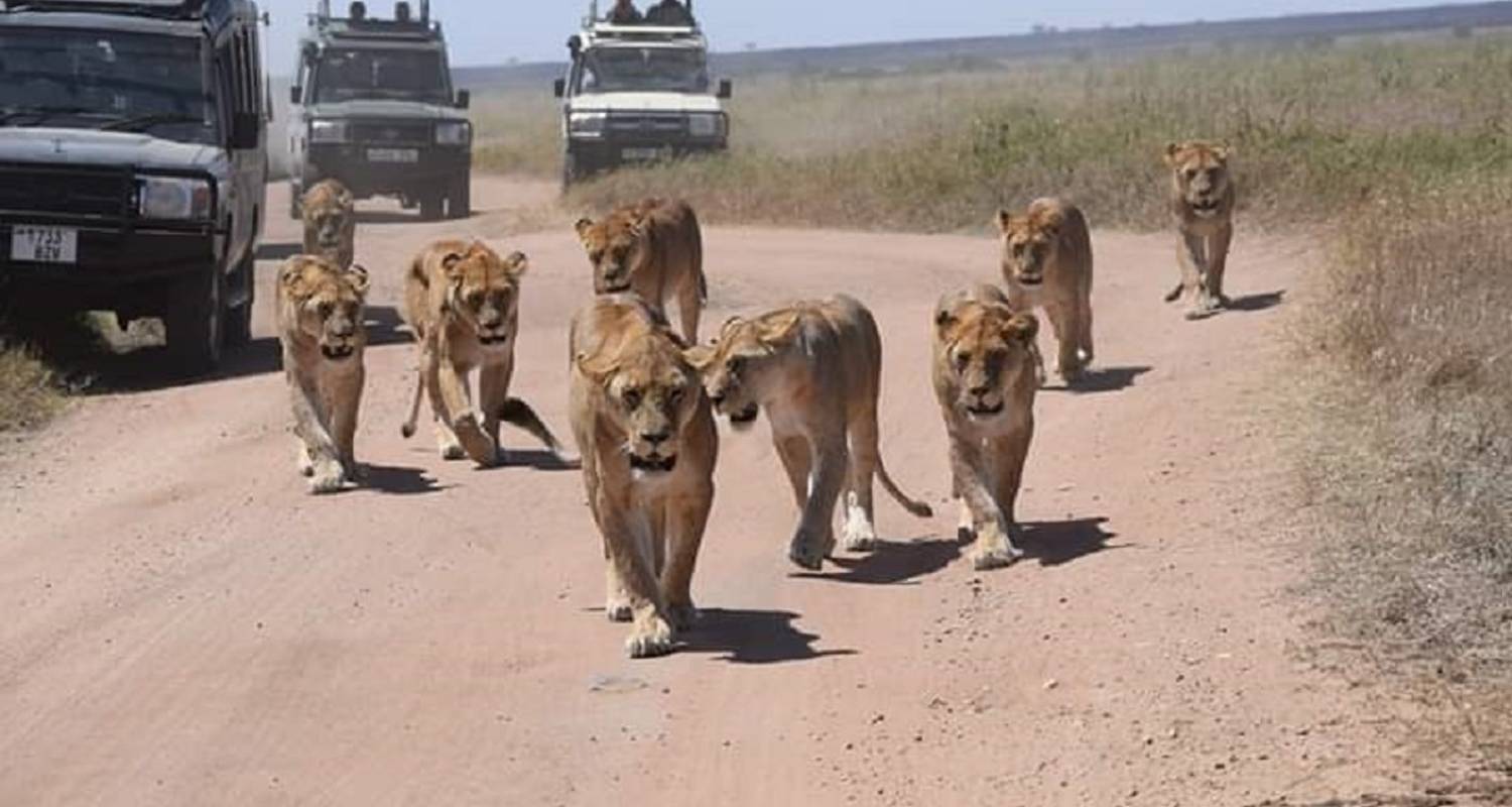 Safari de 4 jours dans le Tarangire, le Serengeti et le Ngorongoro - Kilimanjaro Economy Safari