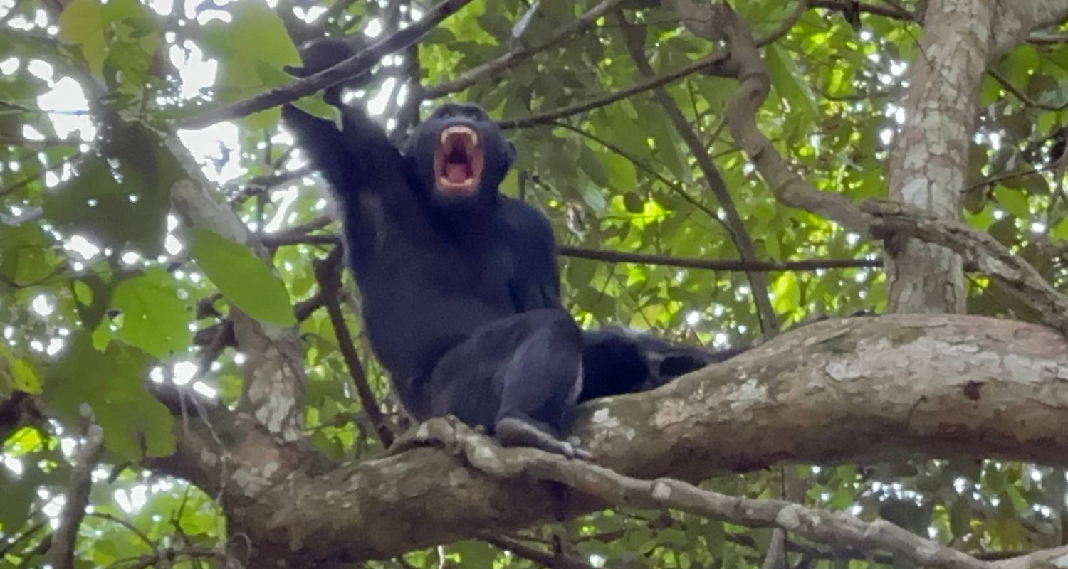 Senderismo de 3 días por la Selva de Budongo con Chimpancés y Rastreo de Rinocerontes Santuario de Rinocerontes de Ziwa - Safari 2 Gorilla Tours (U) Ltd