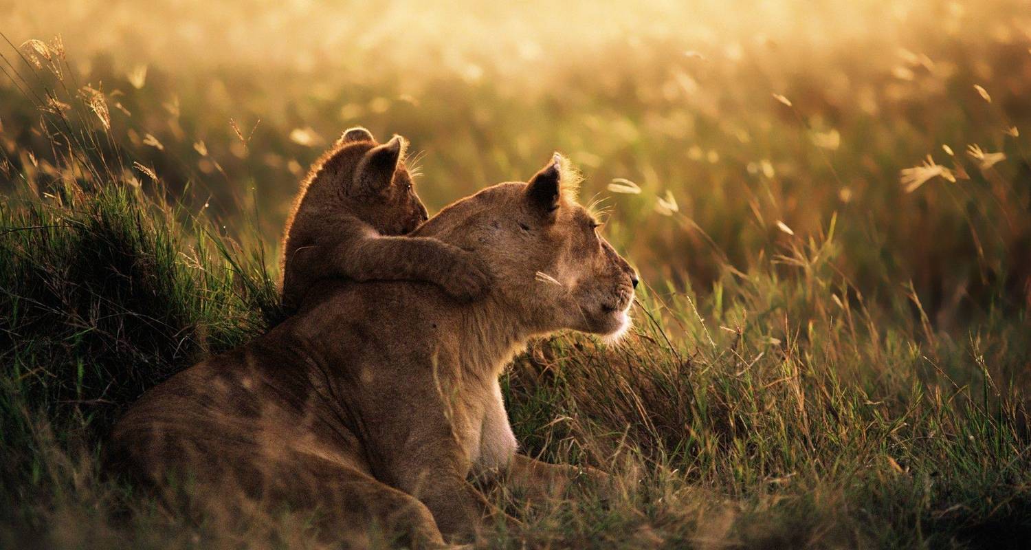 Safari de lujo de 3 días en Tarangire y Ngorongoro, desde y hacia Zanzíbar - African Polecat Safaris