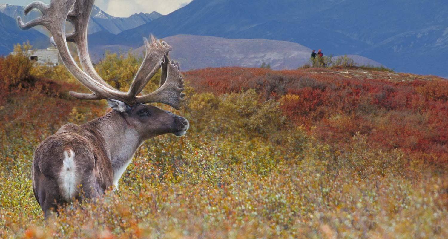 Exploración de las Magníficas Rocosas y Alaska - Scenic Luxury Cruises & Tours